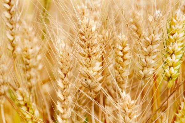 盛彩麦2号小麦种子介绍，适宜播种期10月上中旬