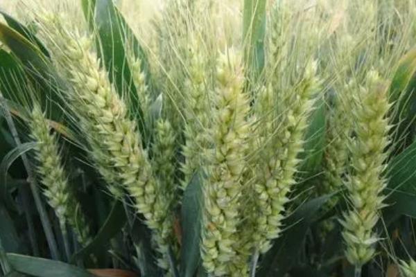 怀川709小麦品种的特性，半冬性品种