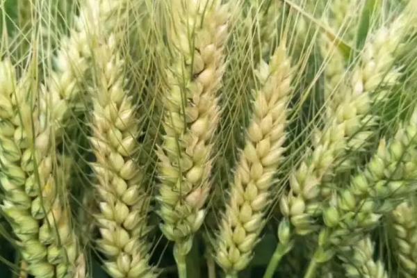 永优麦628小麦种子特点，适宜播种期10月上中旬