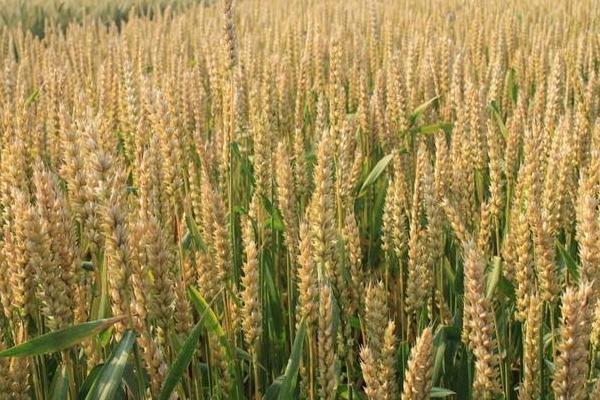 郑麦179小麦种子特点，适宜播种期10月上中旬