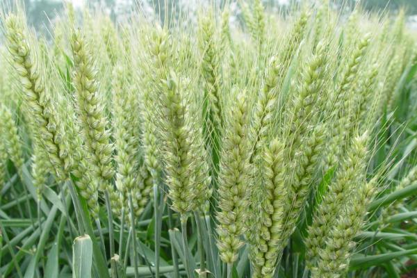 英茂1号小麦种子特点，半冬性品种