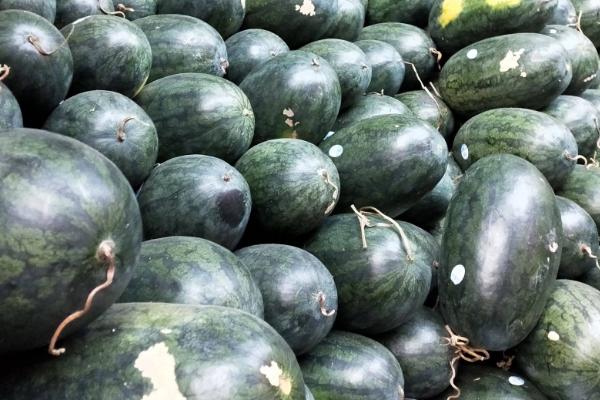 西瓜有哪些品种，麒麟瓜、黑美人、8424等品种较常见