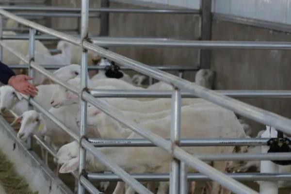羊养殖场消毒技术，消毒的时候要做到消毒水的即配即用
