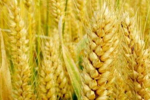 漯麦47小麦种简介，重点防治条锈病