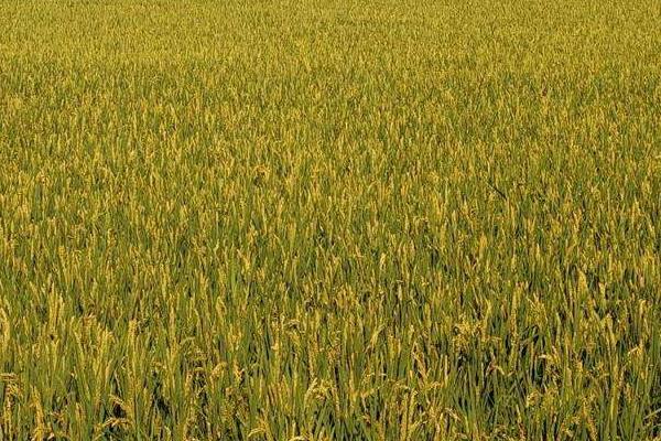 EK2S水稻种子介绍，秧田亩播种量15公斤
