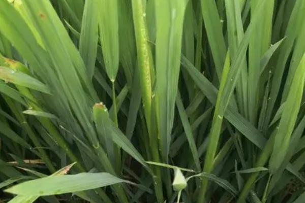 EK3S水稻种简介，在武汉5月上旬至5月下旬播种