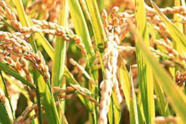 EK2S水稻种子介绍，秧田亩播种量15公斤