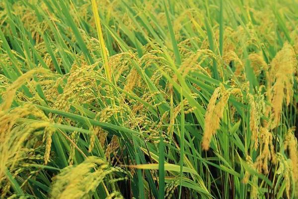 两优全赢丝苗水稻品种简介，播种前宜用咪鲜胺浸种