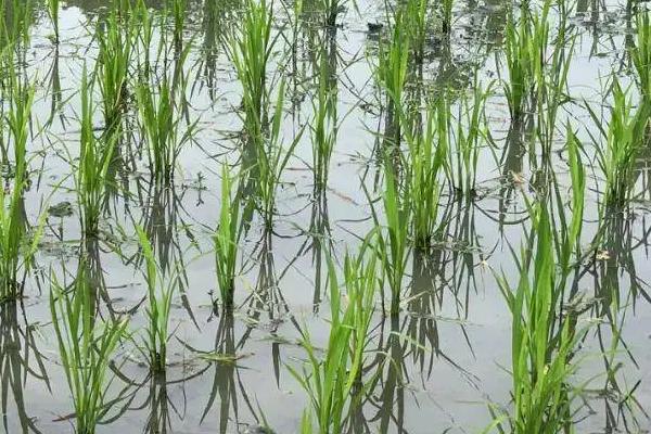 两优全赢丝苗水稻品种简介，播种前宜用咪鲜胺浸种