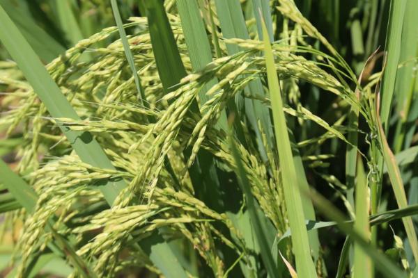 泰美占水稻种子特征特性，全生育期115.9天