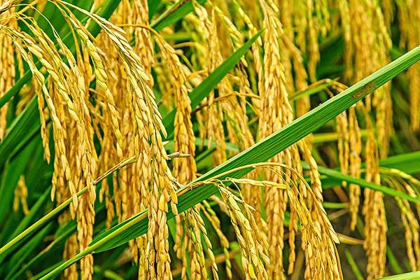 隆两优6018水稻种简介，4月中下旬播种