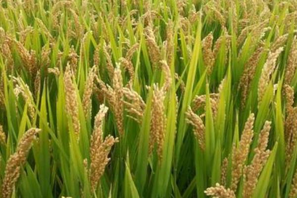 隆两优6018水稻种简介，4月中下旬播种