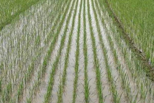 香两优6218水稻种子介绍，播种前宜用咪鲜胺浸种
