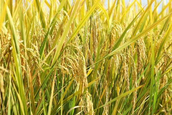 健湘丝苗水稻种子特征特性，籼型常规一季稻品种