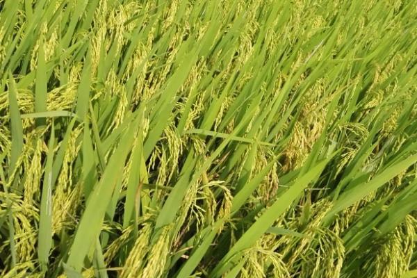 振两优7905水稻种子特点，籼型两系杂交晚稻迟熟品种