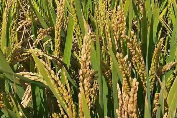 耕香优银粘水稻品种简介，秧田亩播种量10.0千克