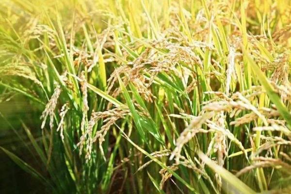 扬泰优128水稻品种简介，6月中旬播种