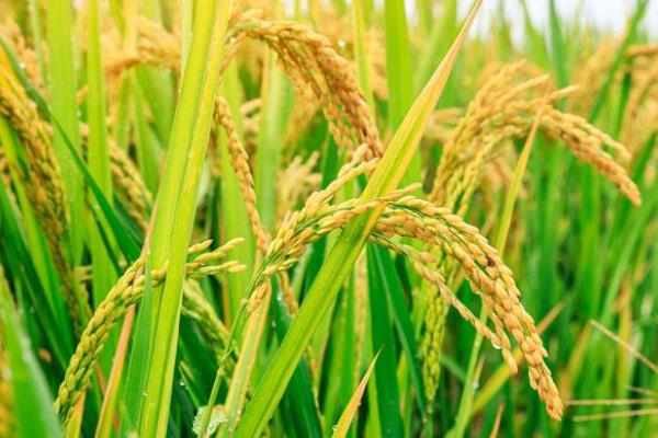 金龙优6号水稻品种的特性，晚造全生育期117～119天