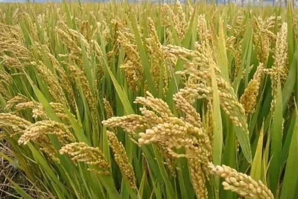 黄广粤占水稻品种的特性，注意防治白叶枯病