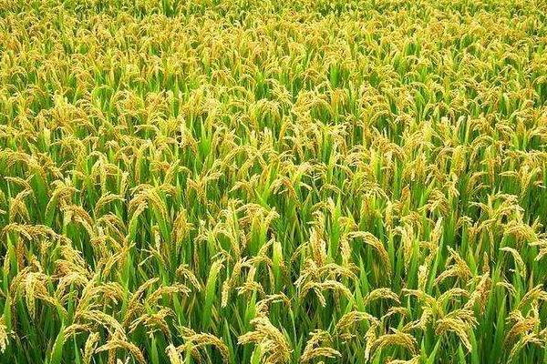 黄广粤占水稻品种的特性，注意防治白叶枯病