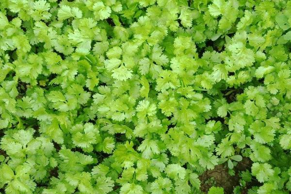 春季怎么种植香菜，浸种催芽后可进行条播