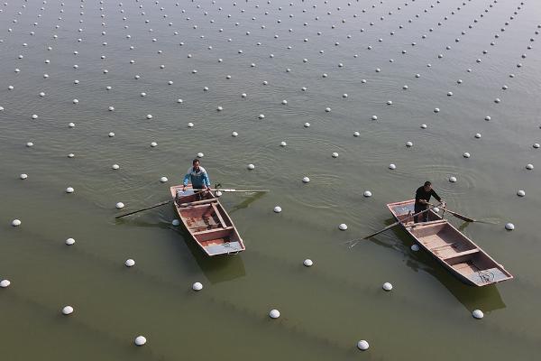 珍珠蚌适合在东北养殖吗，北方不宜养殖、在南方地区更合适