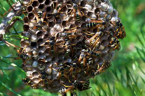 怎样将野蜂引入蜂箱中，诱蜂箱是诱捕野生蜂群最常用的工具