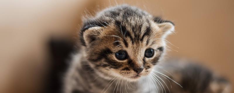 怎么预防猫咪膀胱炎，可让猫咪多喝水