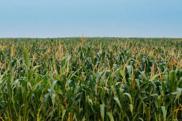 邦玉667玉米种子介绍，适宜密度为每亩4500株左右