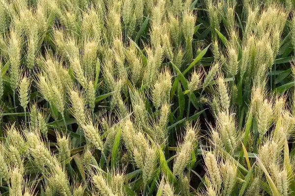 青研紫麦1号小麦种子特征特性，适宜播期10月5～15日