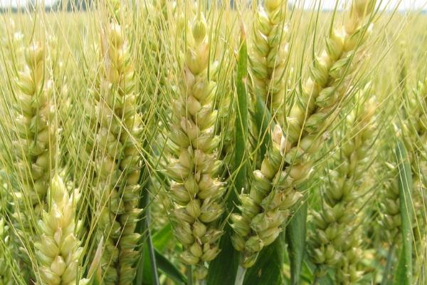 山农53号小麦种子简介，每亩基本苗20万左右