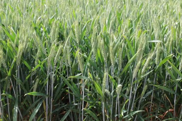 济麦1803小麦种子特点，每亩基本苗15万左右