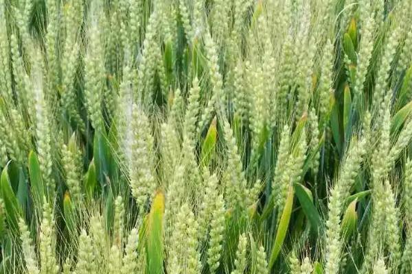 菏麦317小麦种子介绍，注意防治叶锈病和赤霉病