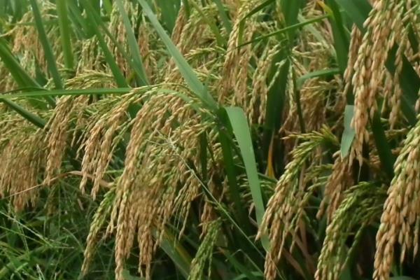 鲁资稻14号水稻种子特点，属中早熟粳稻品种