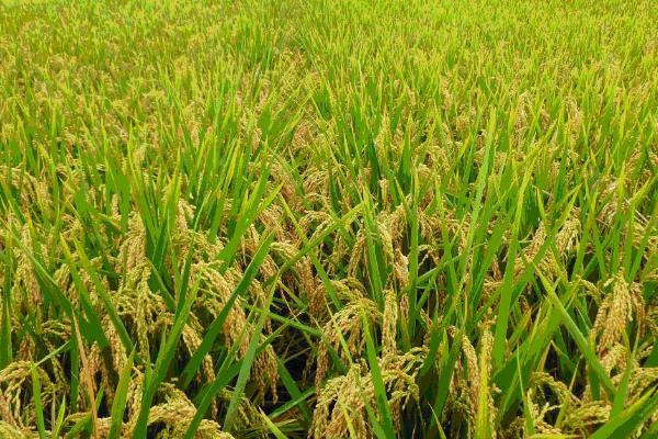 临秀糯11水稻种子介绍，属中早熟粳糯稻品种