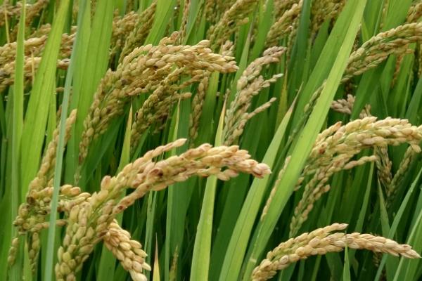 吉大288水稻种子简介，生育期间注意及时防治稻瘟病