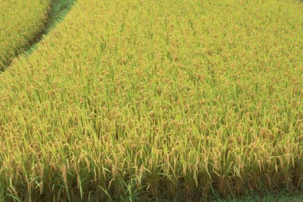 鸿泽8号水稻品种的特性，每亩有效穗数22.8万