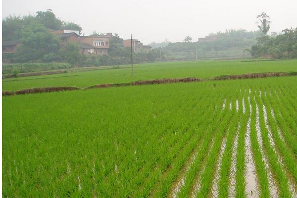 鸿泽8号水稻品种的特性，每亩有效穗数22.8万