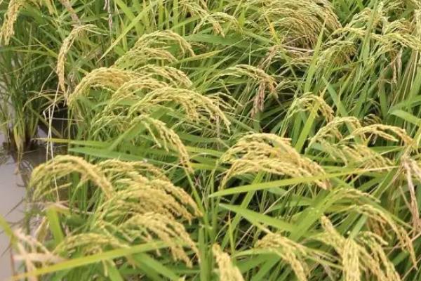 旱优73水稻品种的特性，该组合属大穗大粒型品种