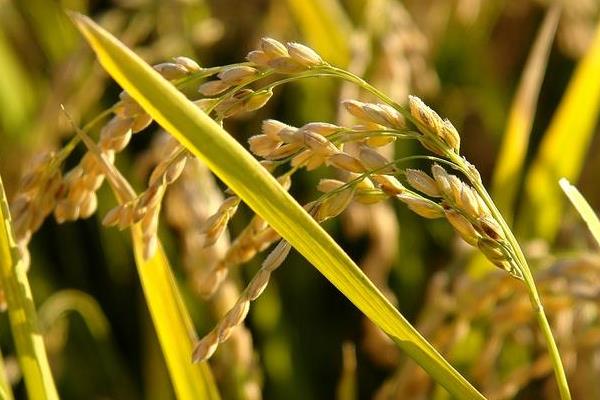 晶两优1377水稻种子介绍，感温籼型两系杂交水稻品种
