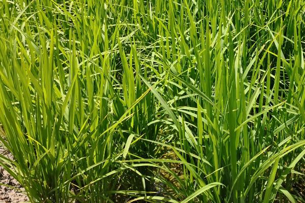 芯野66水稻种简介，感温籼型常规水稻品种