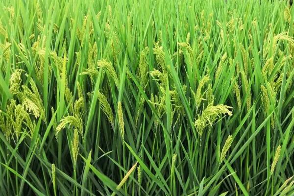 晶油香139水稻种子介绍，因该品种穗大粒多
