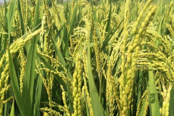 甬优8806水稻品种的特性，全生育期晚稻100.8天