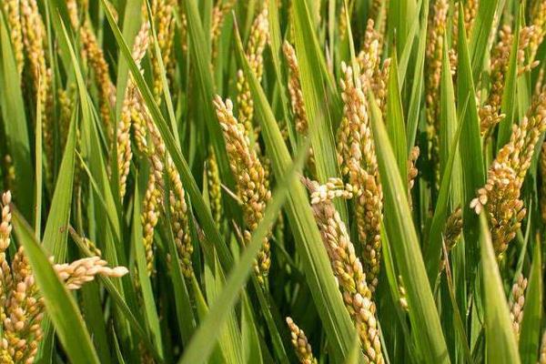 珍香9号水稻种子特点，每亩有效穗数17.9万
