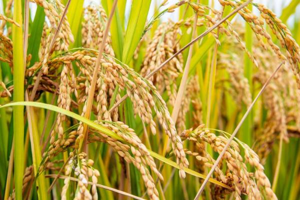 瑞优相丝禾水稻种子特点，全生育期140.4天