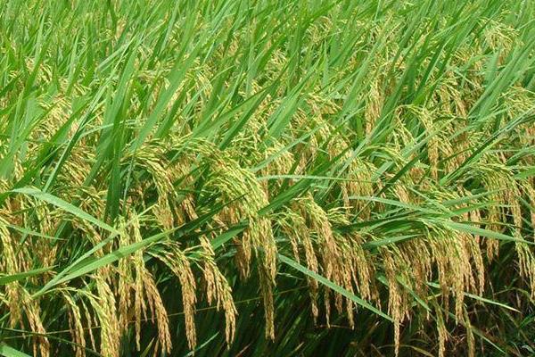 鑫丰优989水稻种子特点，孕穗期每亩施钾肥5～10千克