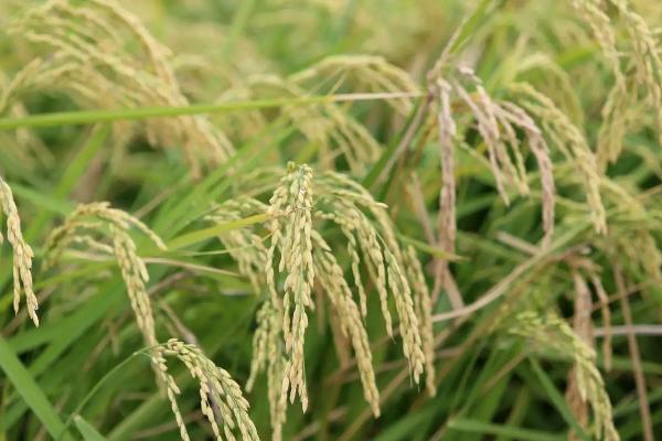 那香优金丝雀水稻种简介，感温籼型三系杂交水稻品种