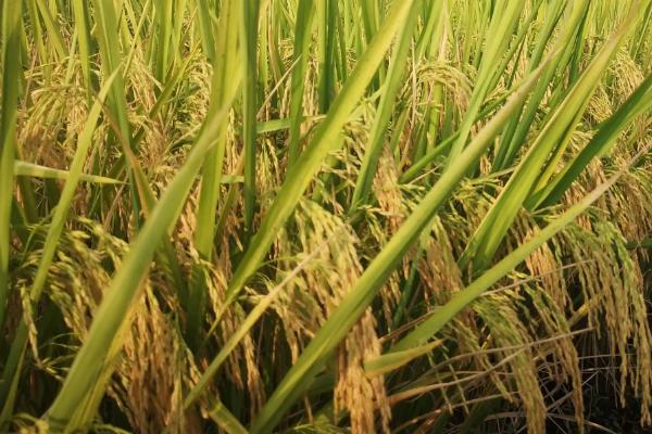 那香优金丝雀水稻种简介，感温籼型三系杂交水稻品种