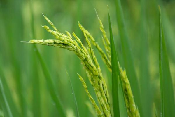 万太优682水稻种子特点，全生育期121.9天