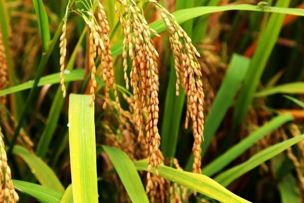 又香优郁香水稻种子介绍，每亩有效穗数18.6万
